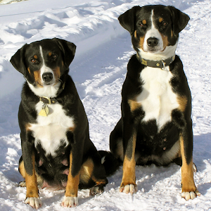 Puppies and Dogs 3 FREE 15.05.21