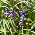 Western Monkshood