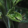 Orquidea verde