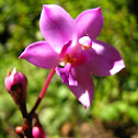 Philippine ground orchid