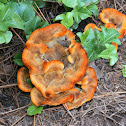 Velvet-top Fungus