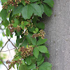 Virginia Creeper