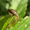 Golden flea beetle