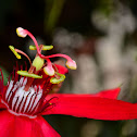 Red passion flower