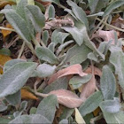 lamb's ear