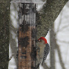 Red-bellied Woodpecker