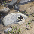 Red Admiral