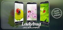 Ladybug Live Wallpaper APK