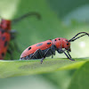 red milkweed beetle