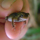 Asian common toad, spectacled toad