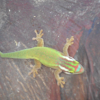 gecko of manapany