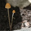 Fungus/mushroom