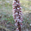 Dense-flowered Orchid