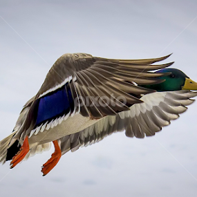 by Jean Verret - Animals Birds