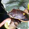 Conchuella Bug