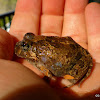 Ornate Borrowing Frog