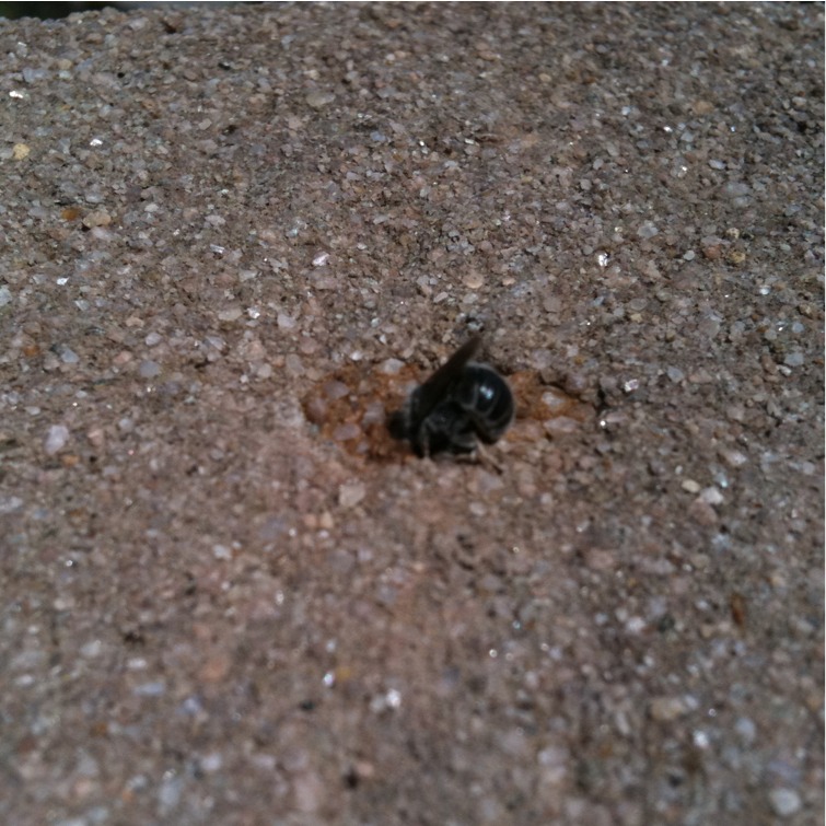 Unknown Black Bee