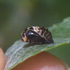 V-marked Lady Beetle, pupa