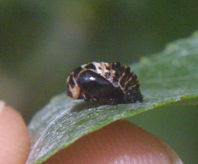 V-marked Lady Beetle, pupa