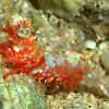 Humpback Prawn