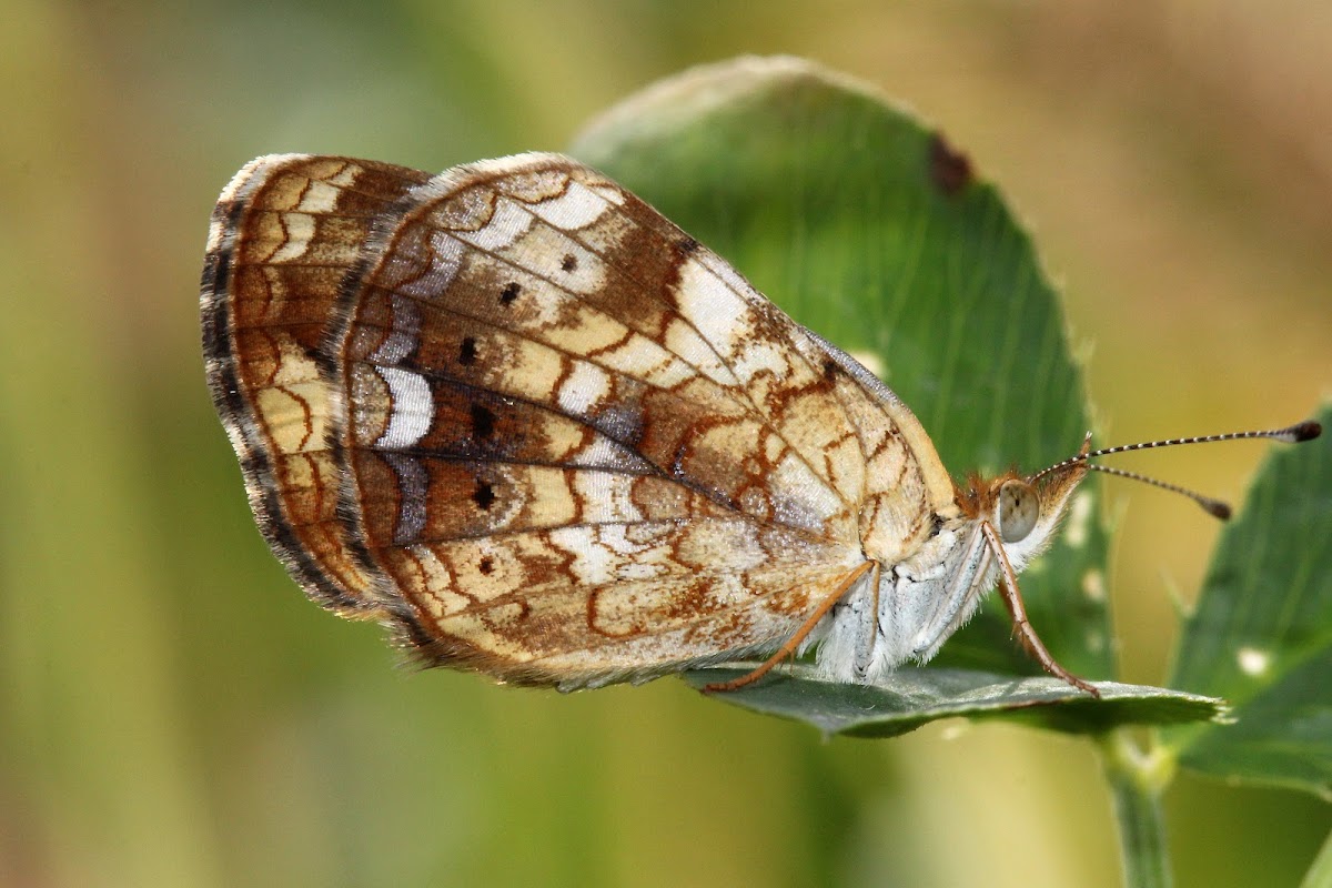 Pearly Crescentspot, female, probable type A