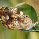 Pearly Crescentspot, female, probable type A