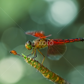 red DRAGONfly & Bokeh by Robert  Fly - Animals Insects & Spiders