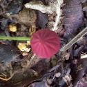 Purple Pinwheel Mushroom