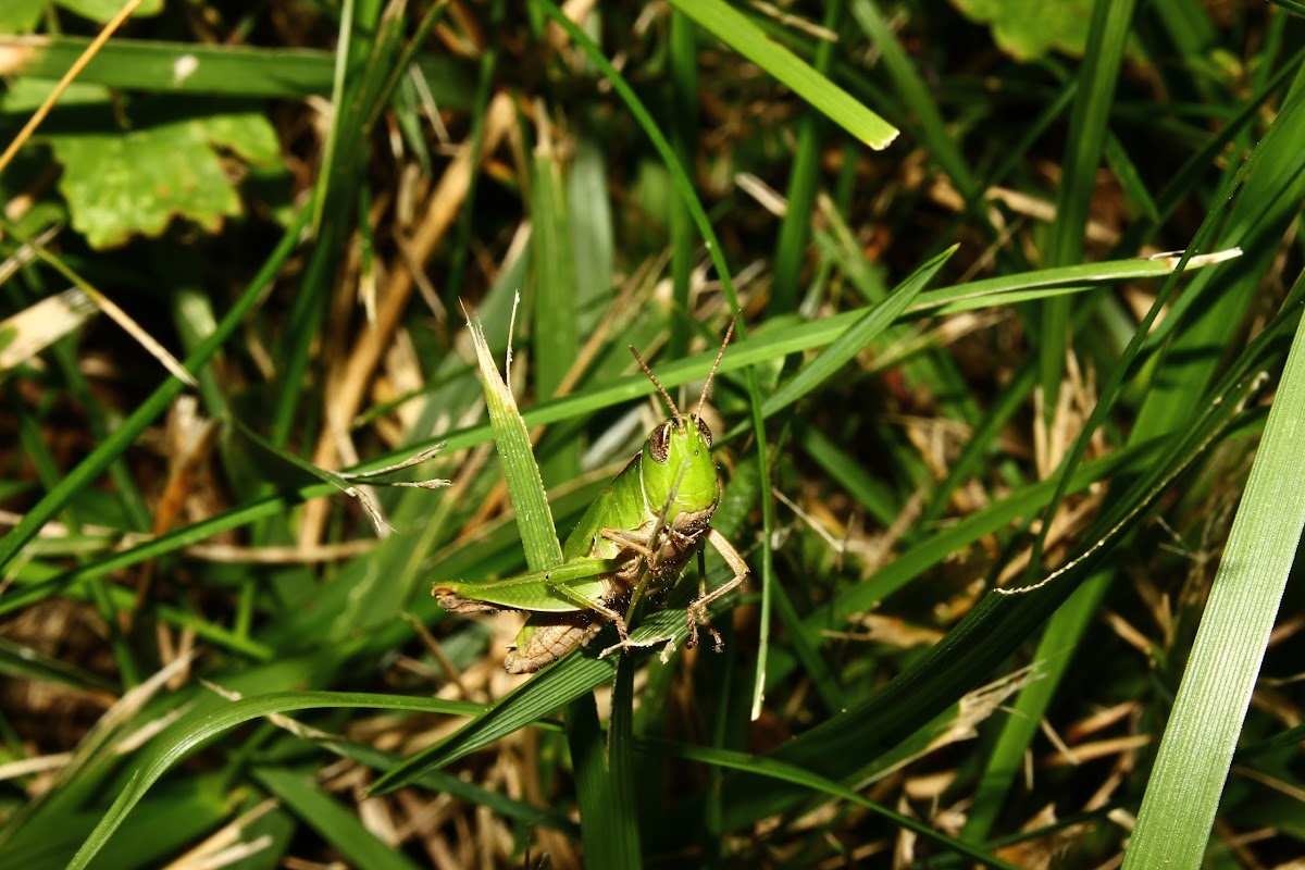 Short-Winged Green Grasshopper