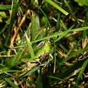 Short-Winged Green Grasshopper