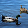 Mallard duck male (and female)