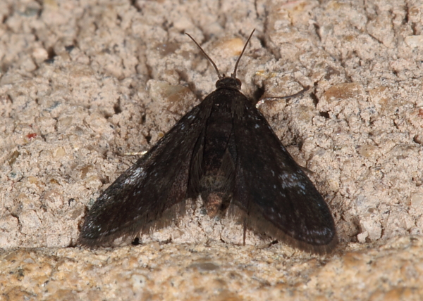 Black Duckweed Moth