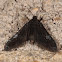 Black Duckweed Moth