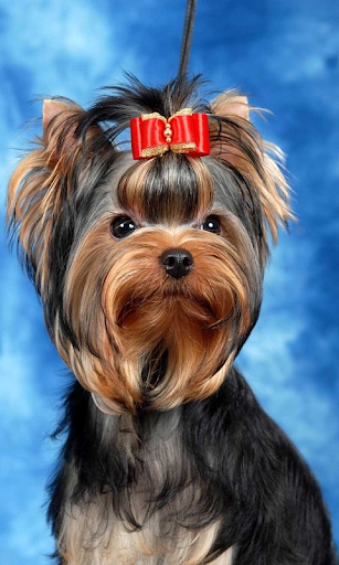 Yorkshire Terrier br