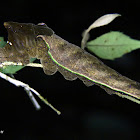 Archaeoprepona demophon caterpillar