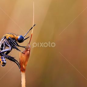 The Hunchback by A Friyana Wiradikarta - Animals Insects & Spiders