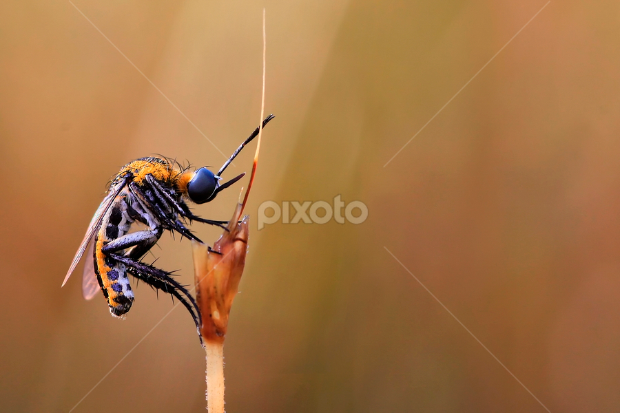 The Hunchback by A Friyana Wiradikarta - Animals Insects & Spiders