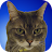 Kitty Widget APK 用 Windows - ダウンロード