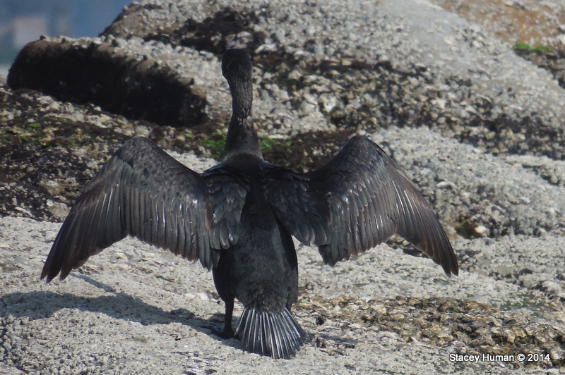Cape cormorant