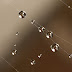 Water on the Web - Nature's Jewelry : Spider Webs Glamour & Architecture