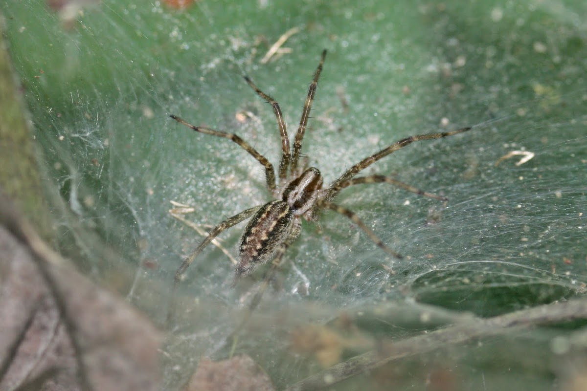 Grass Spider