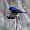 Himalayan Bluetail / Orange-flanked Bush-robin
