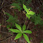 Indian Cucumber