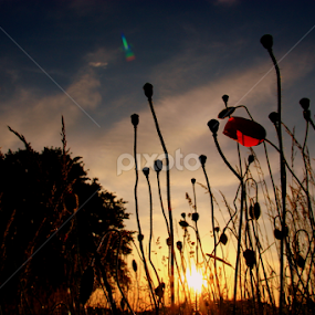 Sunset With Flowers  by Sarah Kriegler - Flowers Flower Gardens