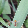 hover fly