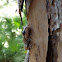 Pinewoods Tree Frog