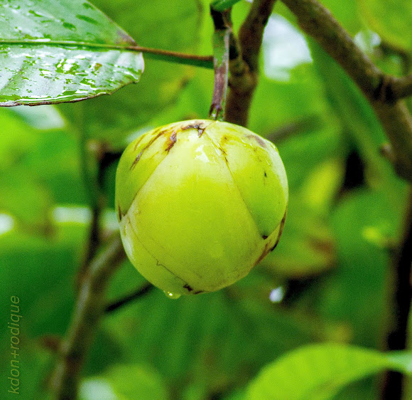 Philippine Catmon Project Noah