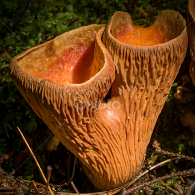 Pig's Ear Fungus by Christopher Burnett - Nature Up Close Mushrooms & Fungi