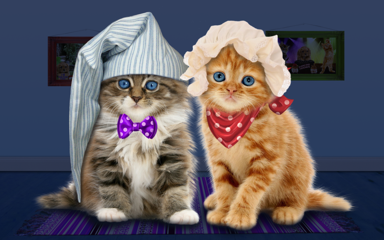 Download Wallpaper Gambar Kucing Lucu Gudang Wallpaper