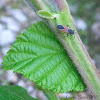 Mini Milkweed Bug